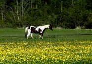 Paint Horse.jpg (171852 bytes)