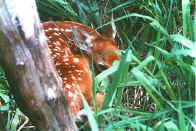 fawn at AMR.jpg (58344 bytes)