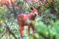 moose calf at AMR.jpg (94639 bytes)