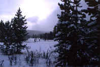 winter trees.jpg (48866 bytes)